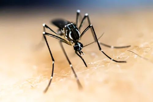 Stégomyie (Aedes aegypti) : photo entomologique