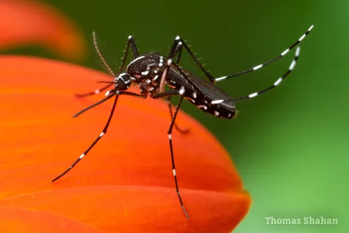 Moustique tigre (Aedes albopictus) : photo entomologique