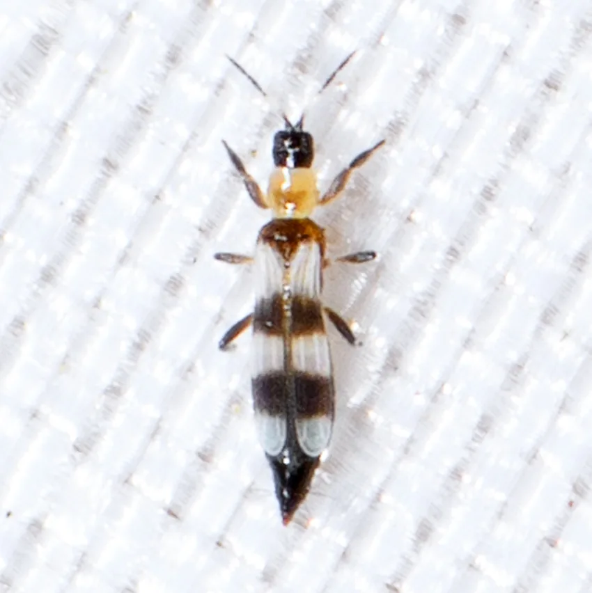 Thrips prédateur à collier (Aeolothrips collaris) : photo entomologique