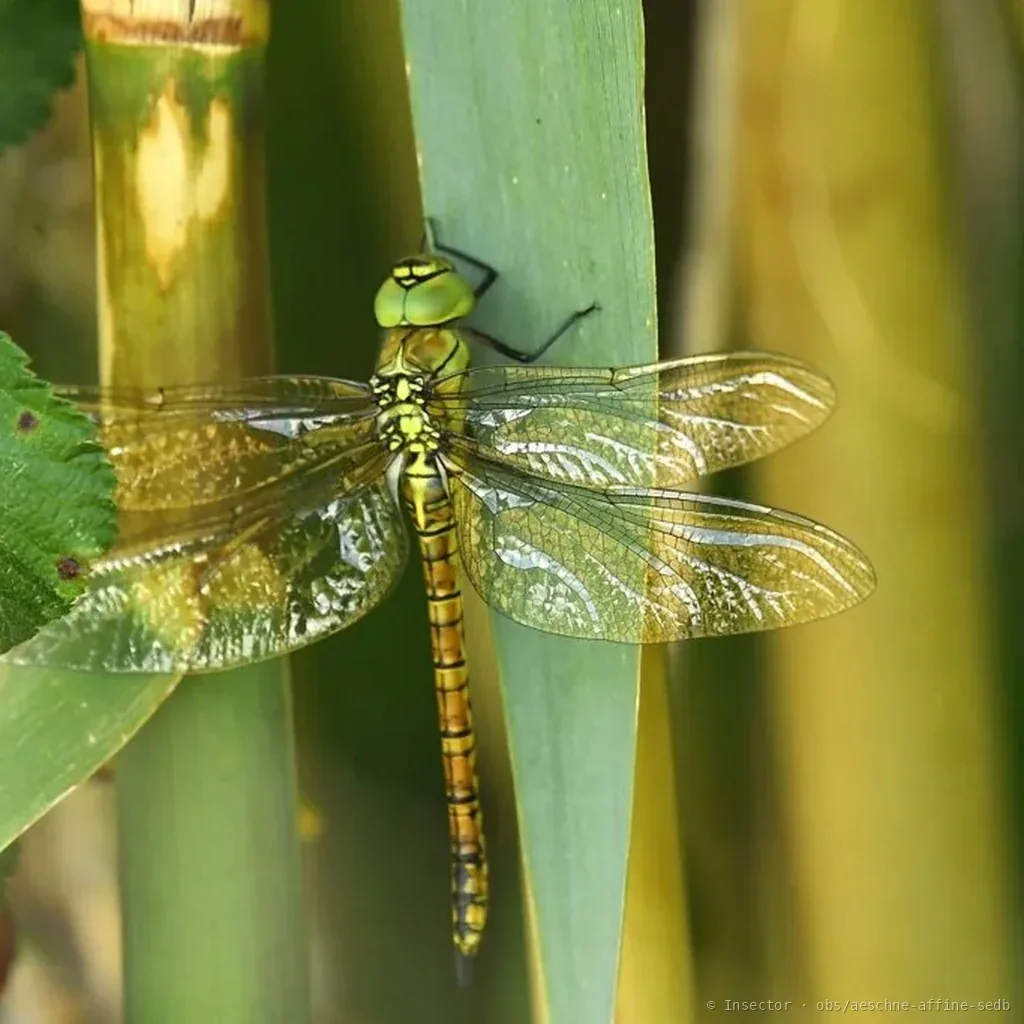 Aeschne affine (Aeshna affinis) : photo entomologique