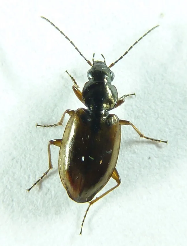 Agonum limbatum (Agonum limbatum) : photo entomologique