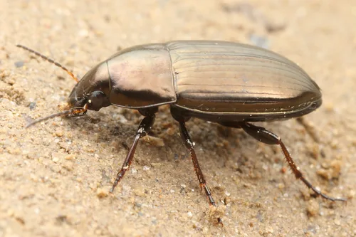 Amare bronzée (Amara aenea) : photo entomologique