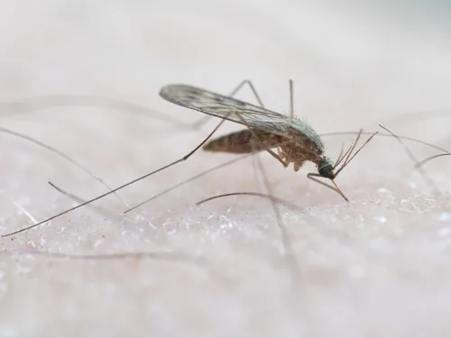 Anophèle commun (Anopheles maculipennis) : photo entomologique