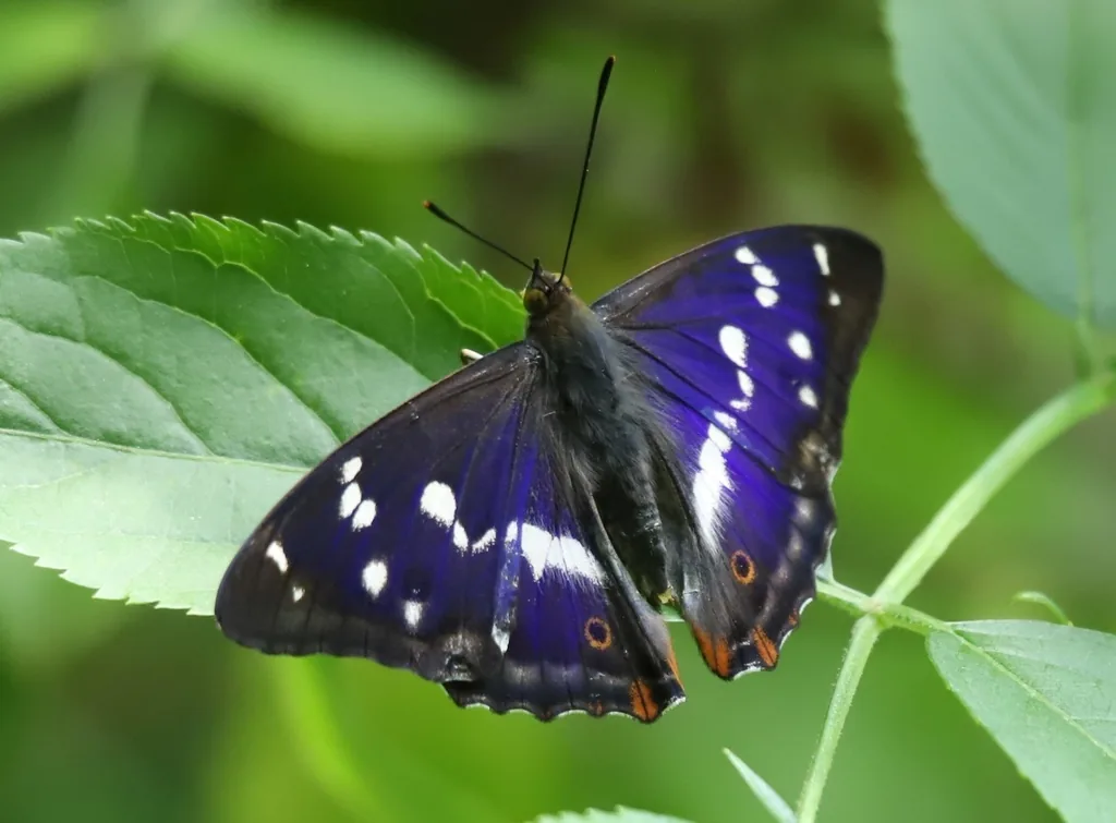 Grand mars changeant (Le) (Apatura iris) : photo entomologique