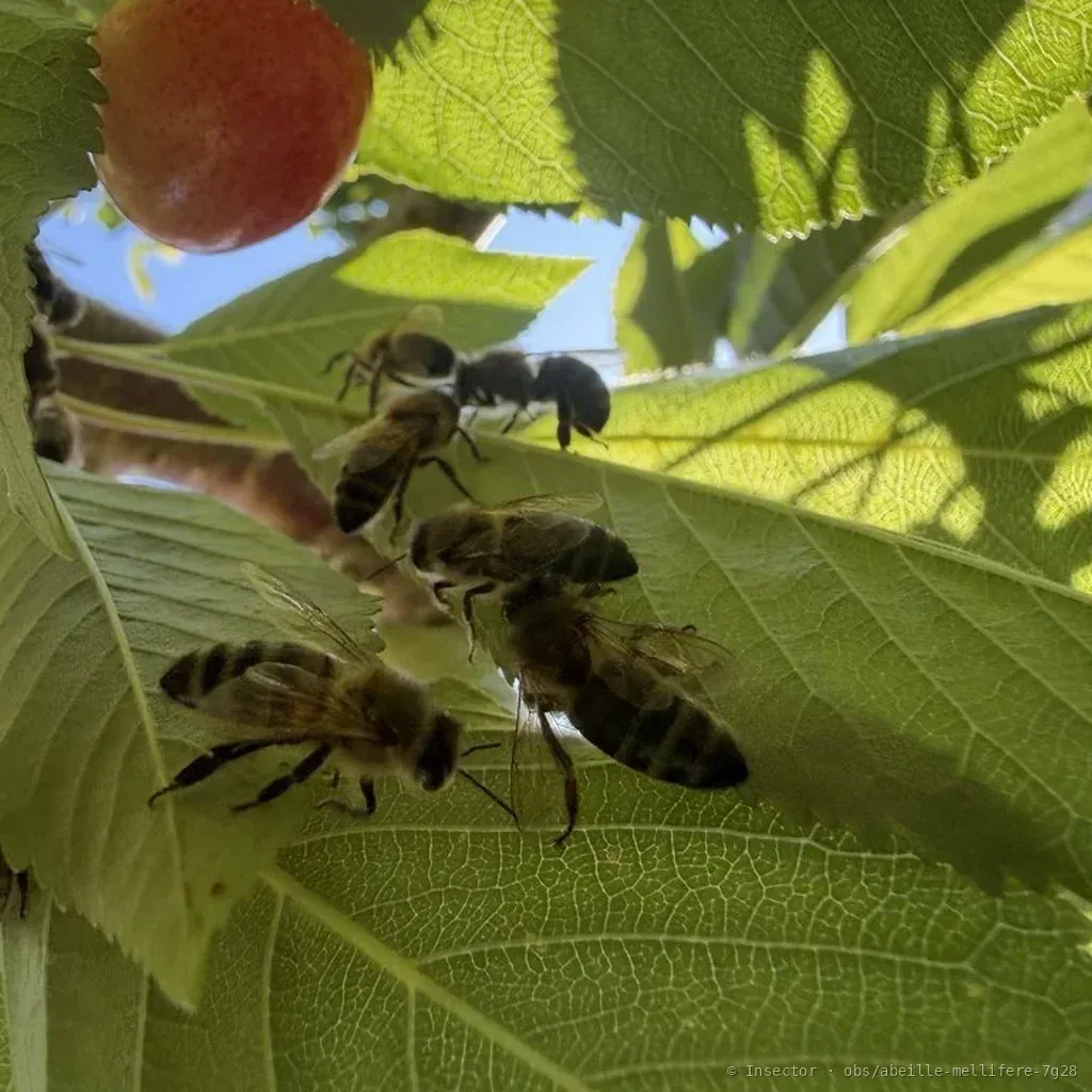 Abeille domestique (Apis mellifera) : photo entomologique