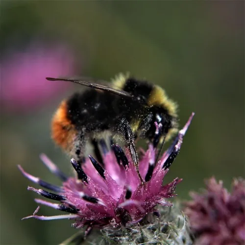 Bourdon des pierres (Bombus lapidarius) : photo entomologique