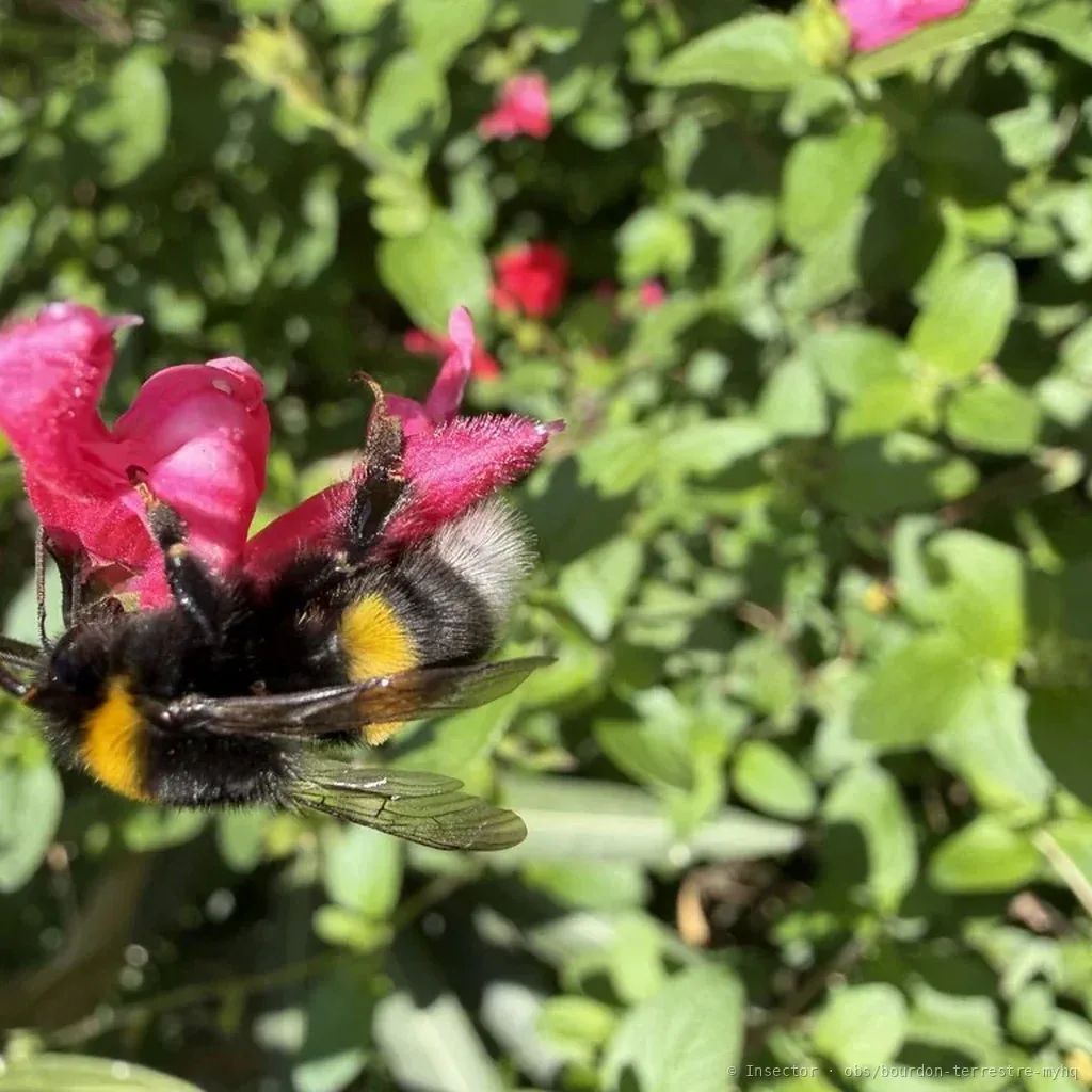 Bourdon terrestre (Le) (Bombus terrestris) : photo entomologique