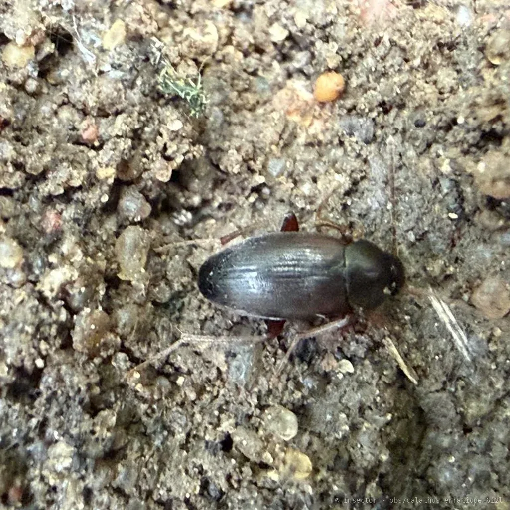 Calathus erratique (Calathus erratus) : photo entomologique