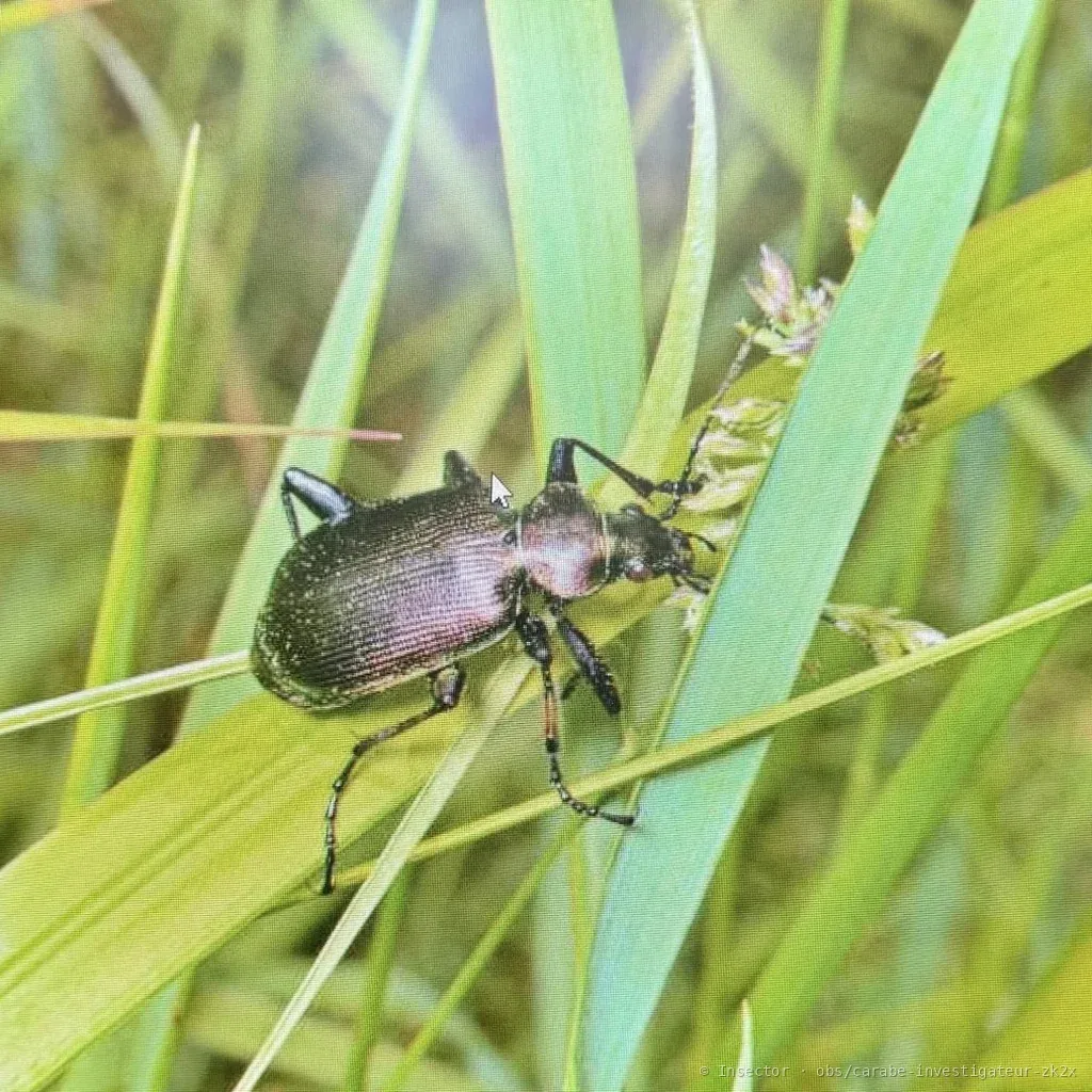 Petit calosome (Calosoma inquisitor) : photo entomologique