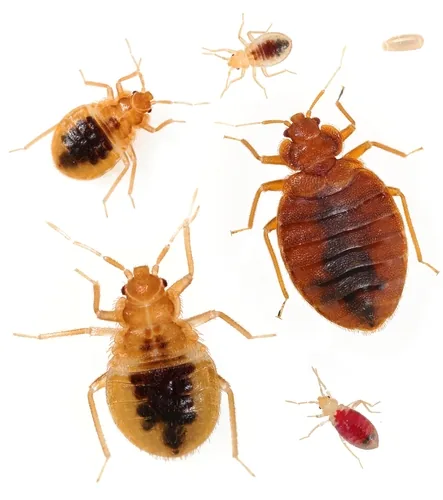 Punaise des lits (Cimex lectularius) : photo entomologique