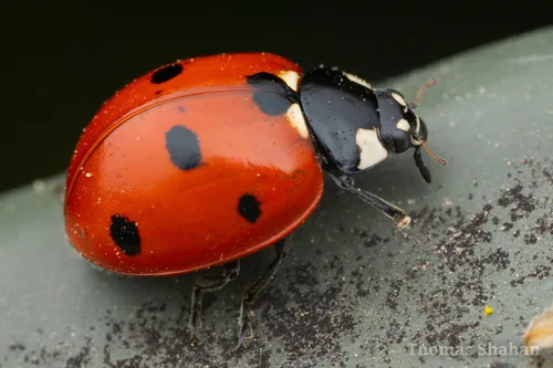 Coccinelle à 7 points (Coccinella septempunctata) : photo entomologique