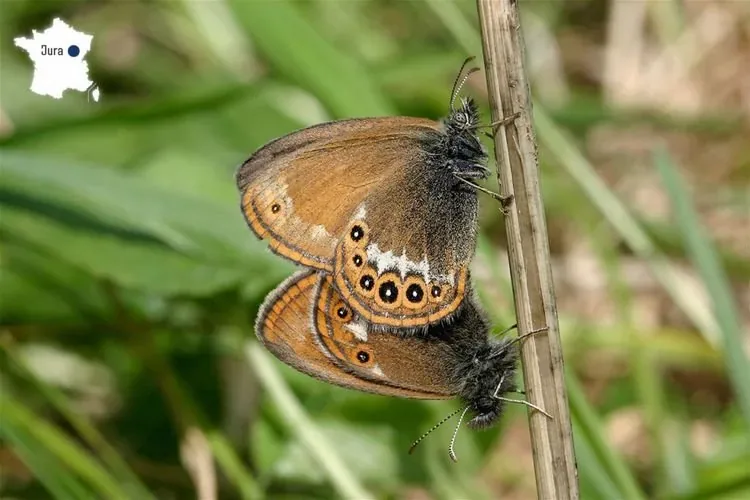 Mélibée (Le) (Coenonympha hero) : photo entomologique