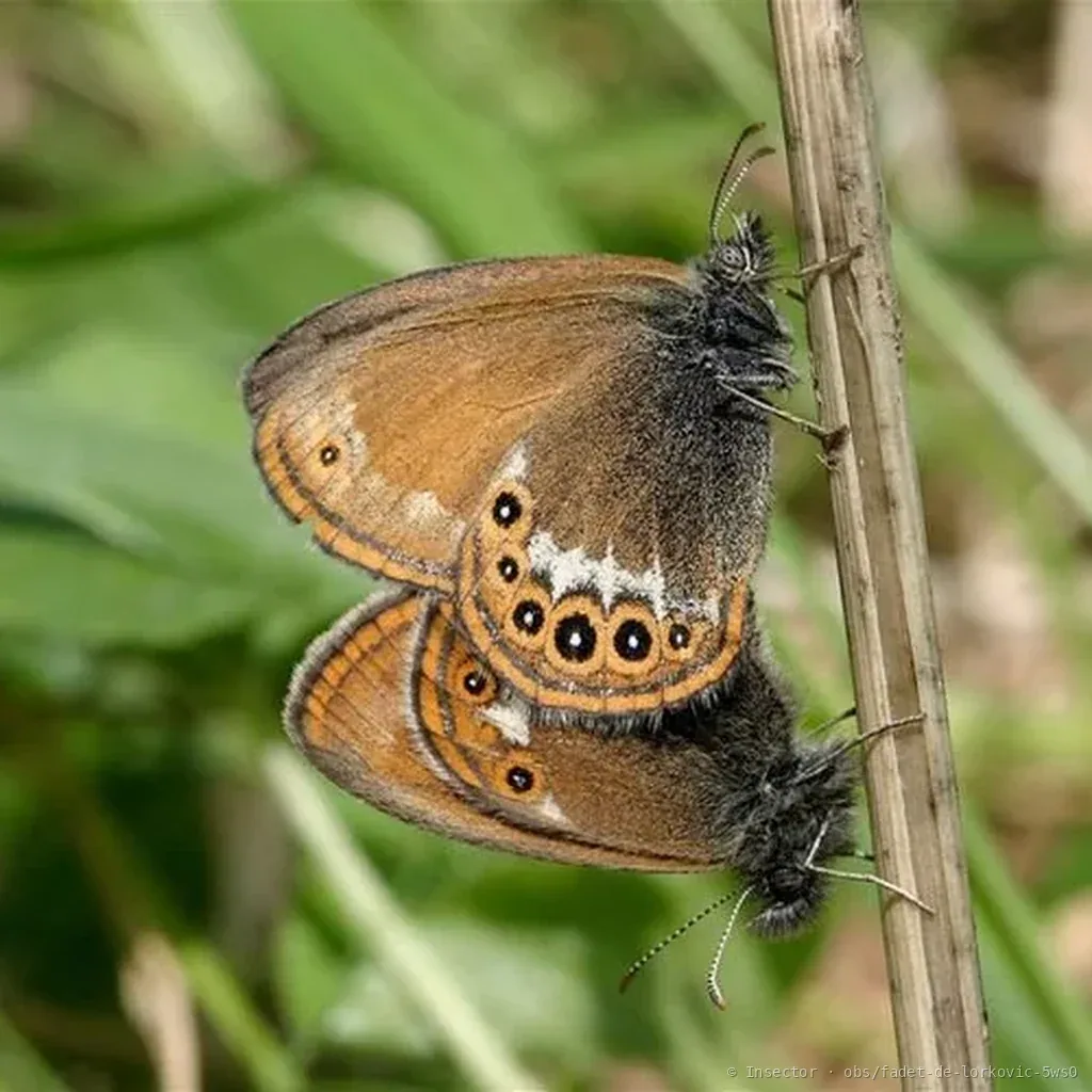 Fadet de Lorkovic (Coenonympha orientalis) : photo entomologique