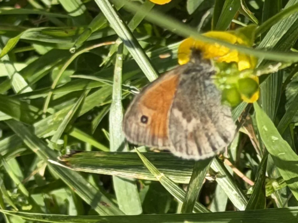 Fadet commun (Le) (Coenonympha pamphilus) : photo entomologique