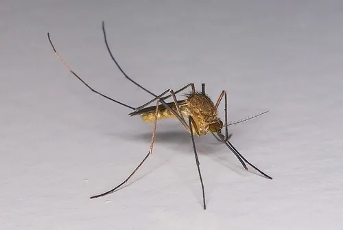 Moustique commun (Culex pipiens) : photo entomologique