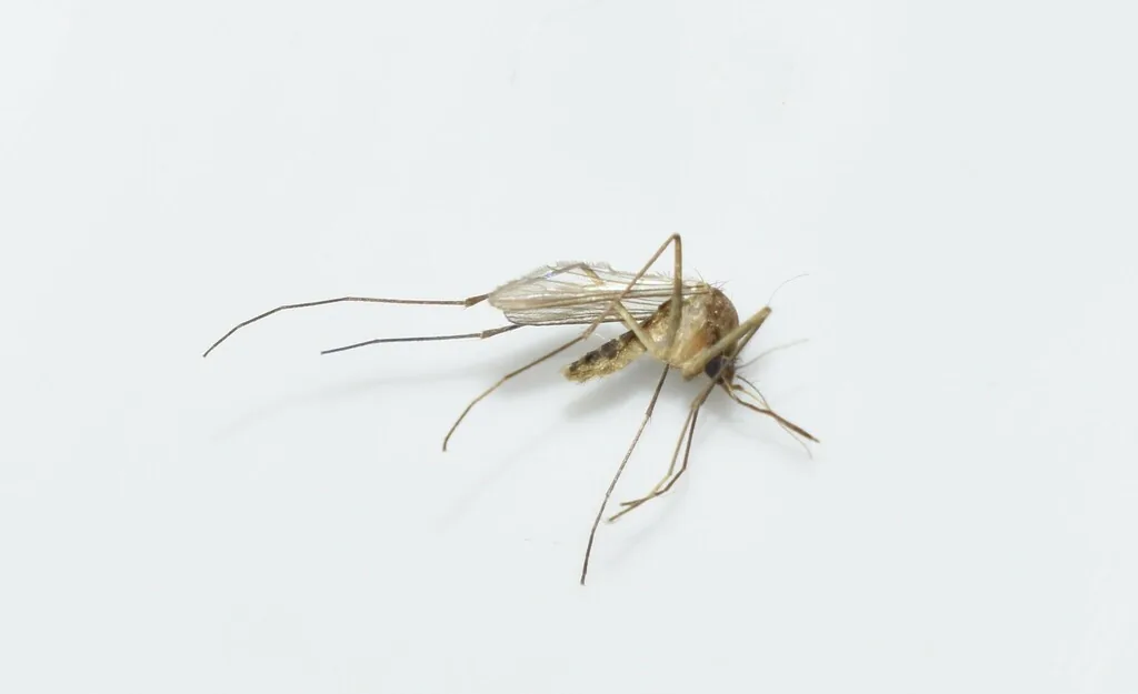 Moustique Culex torrentium (Culex torrentium) : photo entomologique