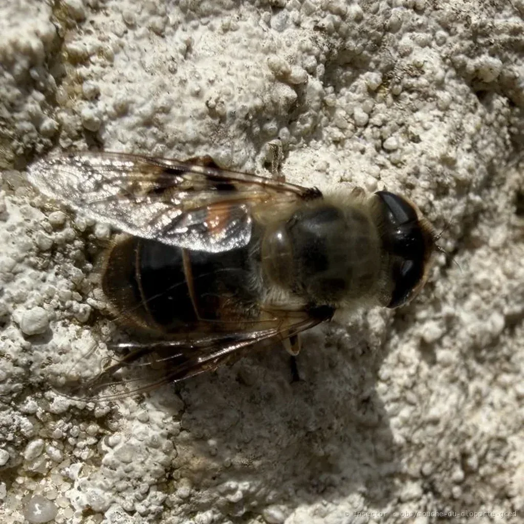 Eristale gluante (Eristalis tenax) : photo entomologique
