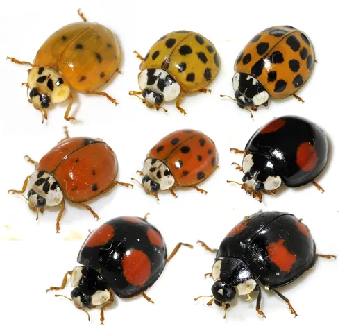 Coccinelle asiatique (la) (Harmonia axyridis) : photo entomologique