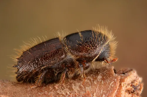 Bostryche typographe (Ips typographus) : photo entomologique