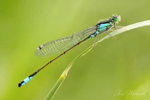 Agrion élégant (Ischnura elegans) : photo entomologique
