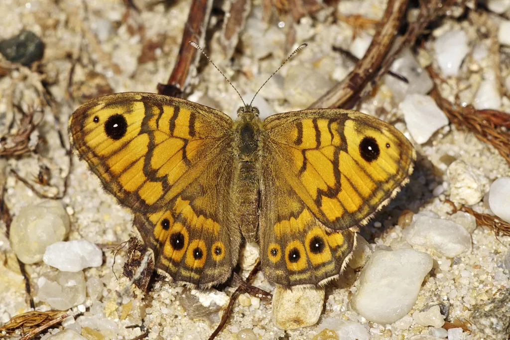 Mégère (La) (Lasiommata megera) : photo entomologique