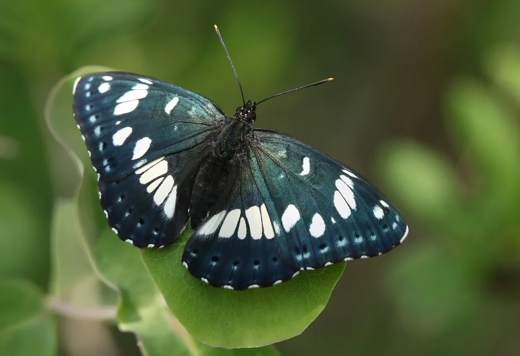 Sylvain azuré (Le) (Limenitis reducta) : photo entomologique