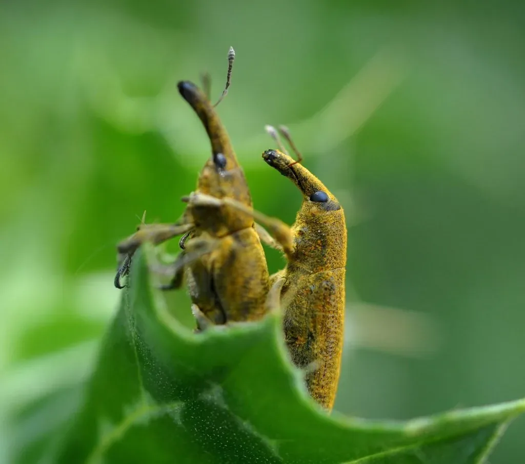 Lixe poudreux (Lixus pulverulentus) : photo entomologique