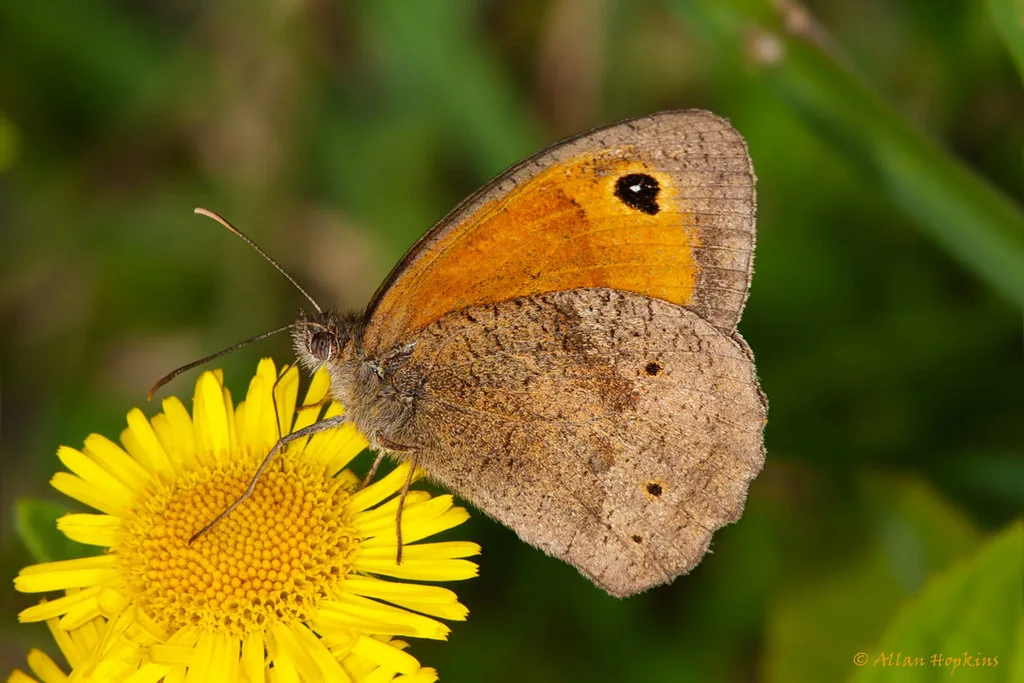 Myrtil (Le) (Maniola jurtina) : photo entomologique