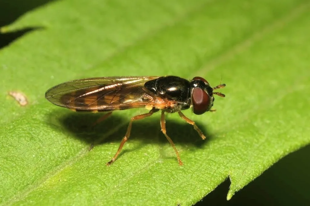 Melanostoma scalare (Melanostoma scalare) : photo entomologique