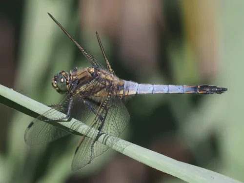 Orthétrum réticulé (L') (Orthetrum cancellatum) : photo entomologique