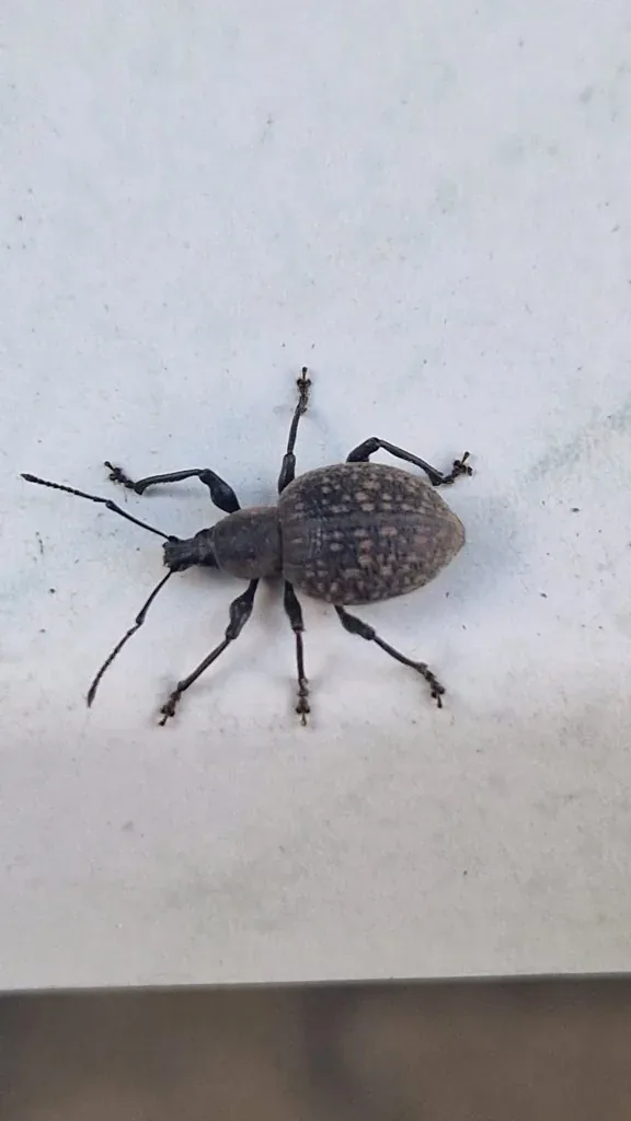 Charançon à corselet sillonné (Otiorhynchus sulcatus) : photo entomologique