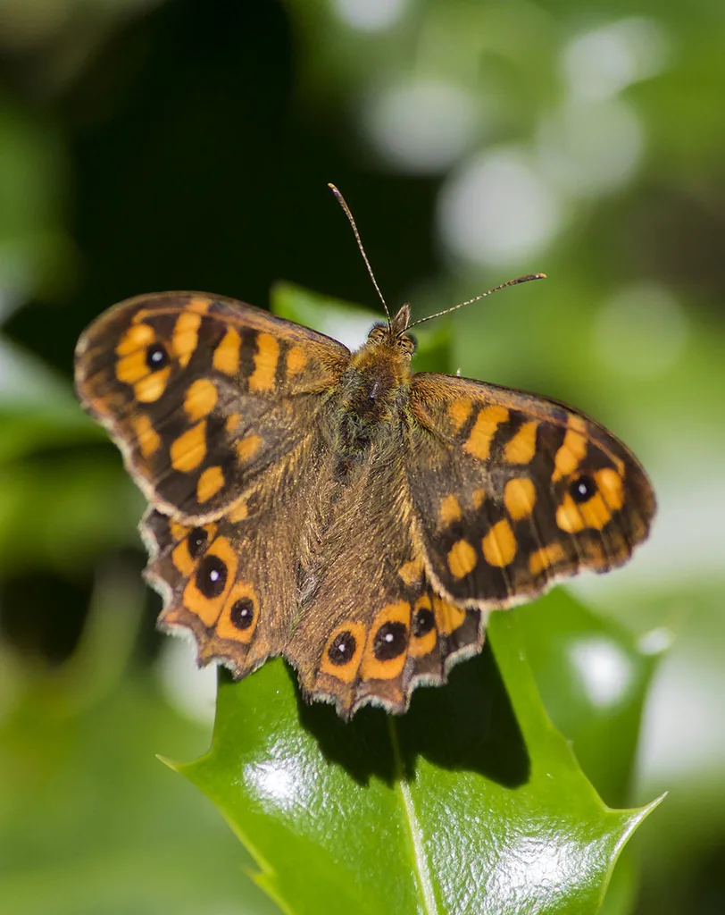 Tircis (Le) (Pararge aegeria) : photo entomologique