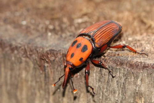 Charançon rouge des palmiers (Rhynchophorus ferrugineus) : photo entomologique