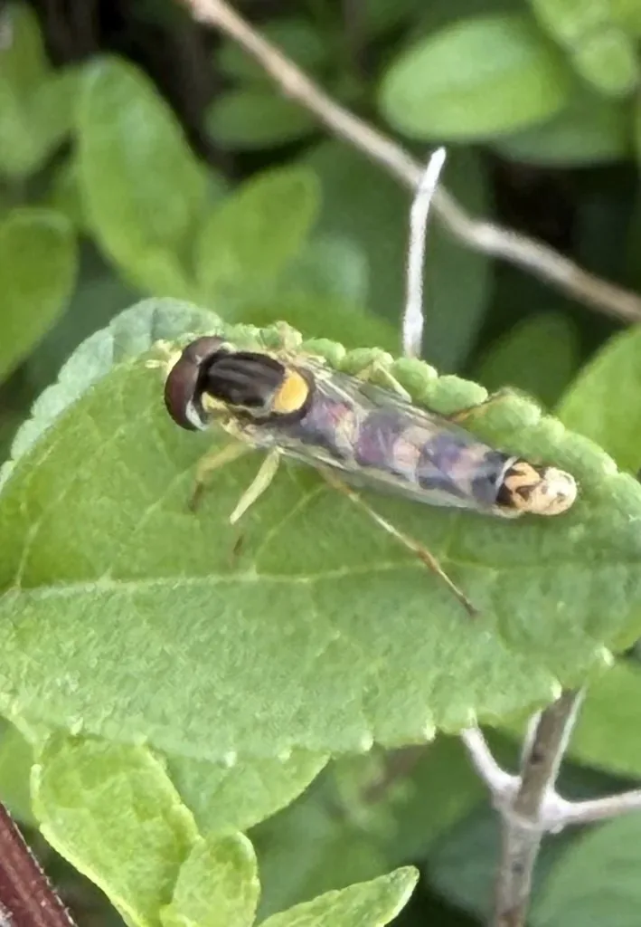Syrphe scriptée (Sphaerophoria scripta) : photo entomologique