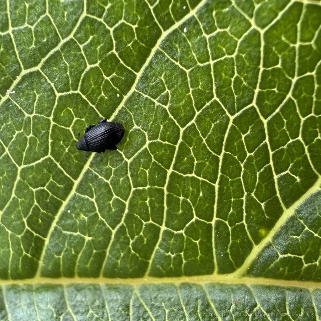 Charançon gris du pin (Tachyerges stigma) : photo entomologique