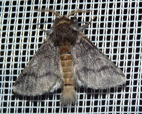 Processionnaire du Chêne (La) (Thaumetopoea processionea) : photo entomologique