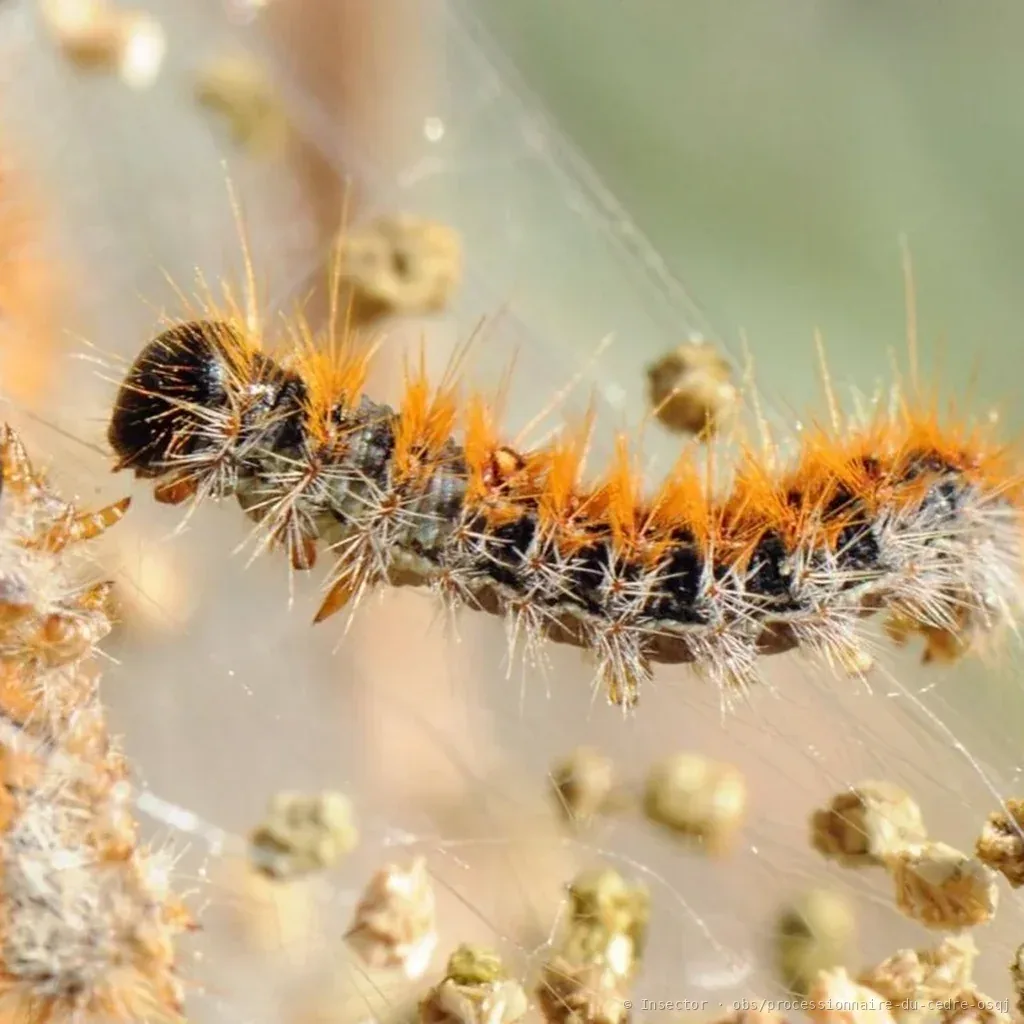 Processionnaire du cèdre (Thaumetopoea wilkinsoni) : photo entomologique