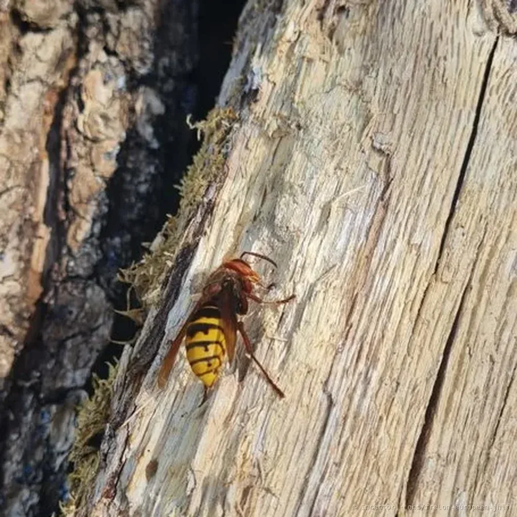 Frelon d'Europe (Vespa crabro) : photo entomologique