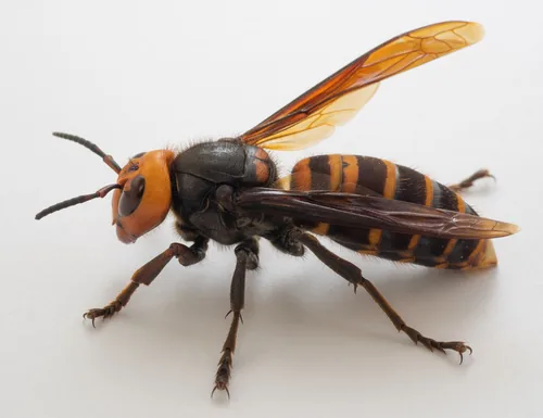 Frelon géant asiatique (Vespa mandarinia) : photo entomologique