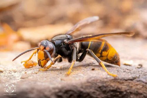 Frelon à pattes jaunes (Vespa velutina) : photo entomologique