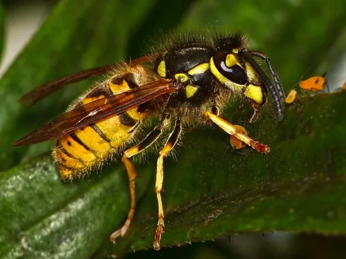 Guêpe germanique (Vespula germanica) : photo entomologique