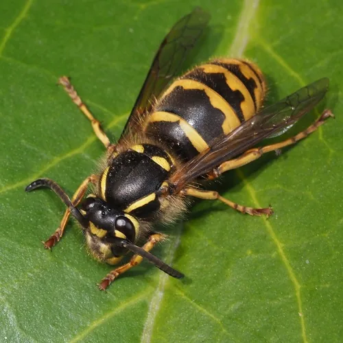 Guêpe commune (Vespula vulgaris) : photo entomologique