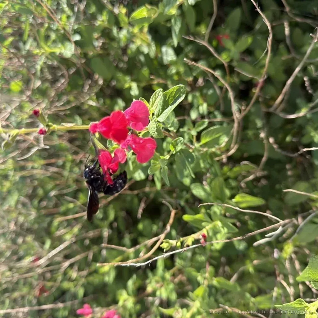 Abeille charpentière (Xylocopa violacea) : photo entomologique