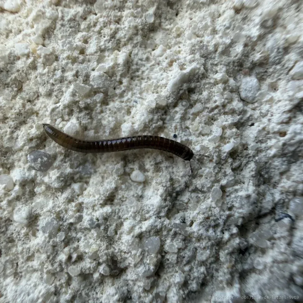 Iule de Latzel (Cylindroiulus latzeli) : photo entomologique