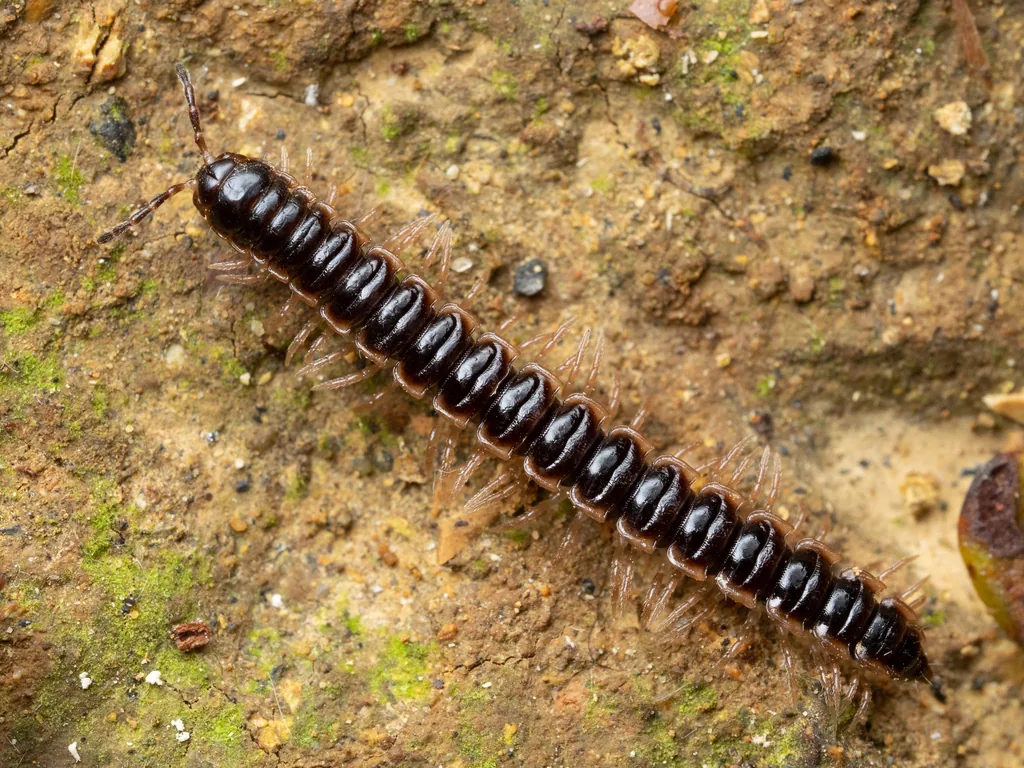 Polydesme des serres (Oxidus gracilis) : photo entomologique