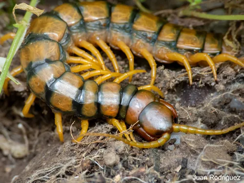 Scolopendre ceinturée (Scolopendra cingulata) : photo entomologique